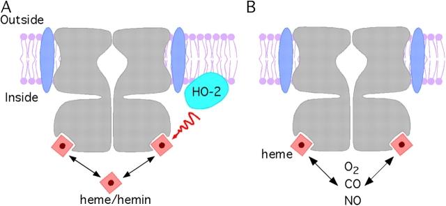 https://cdn.ncbi.nlm.nih.gov/pmc/blobs/c869/2266619/335ac9a2f2e0/200509338f2.jpg