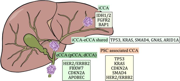 https://cdn.ncbi.nlm.nih.gov/pmc/blobs/c86c/12018527/3fff039991eb/428_2025_4072_Fig2_HTML.jpg
