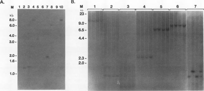 https://cdn.ncbi.nlm.nih.gov/pmc/blobs/c871/359645/7a494b23815e/molcellb00017-0088-b.jpg