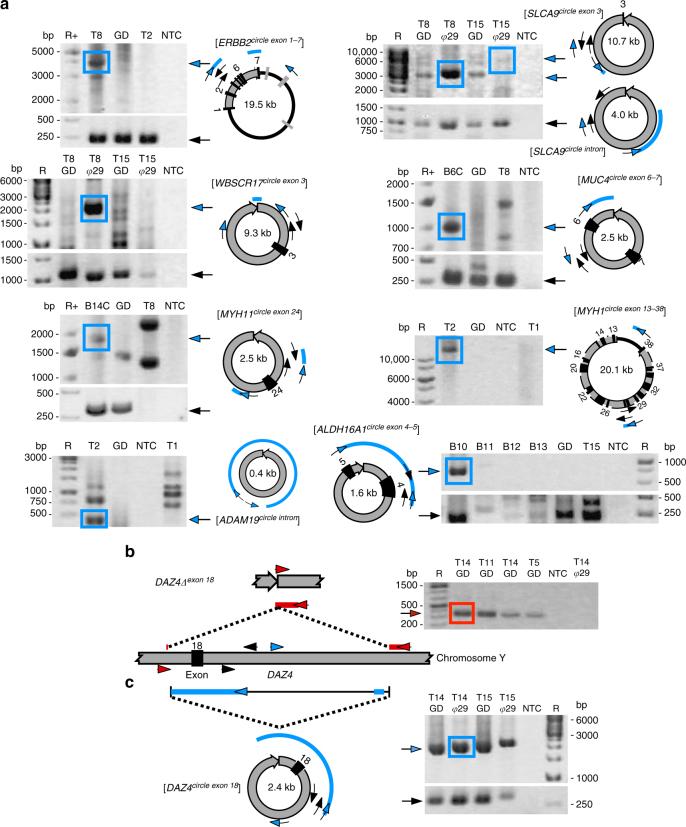 https://cdn.ncbi.nlm.nih.gov/pmc/blobs/c872/5852086/46b940f3b4ee/41467_2018_3369_Fig4_HTML.jpg