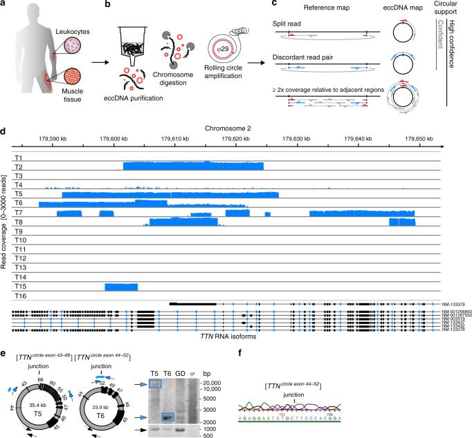 https://cdn.ncbi.nlm.nih.gov/pmc/blobs/c872/5852086/5180b9b06f97/41467_2018_3369_Fig1_HTML.jpg