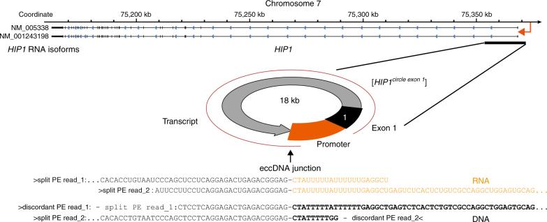 https://cdn.ncbi.nlm.nih.gov/pmc/blobs/c872/5852086/7647640915b4/41467_2018_3369_Fig6_HTML.jpg
