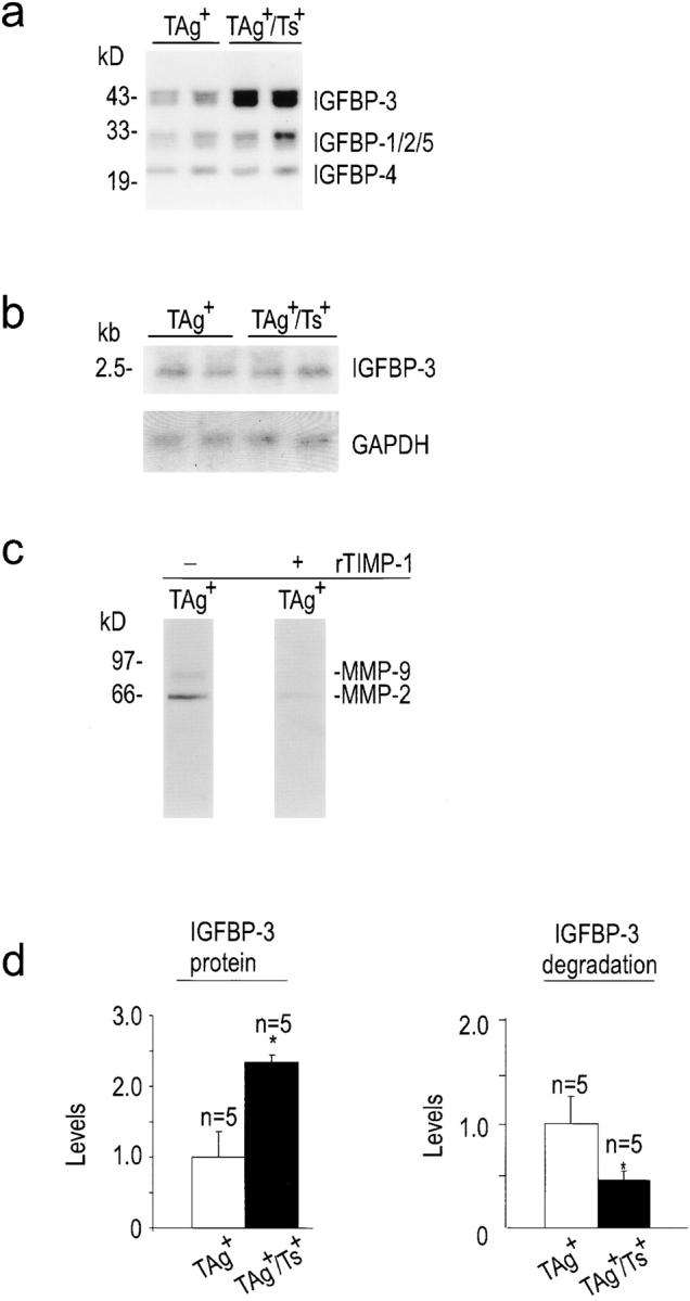 https://cdn.ncbi.nlm.nih.gov/pmc/blobs/c874/2156132/52c046173a7f/JCB9812039.f3.jpg