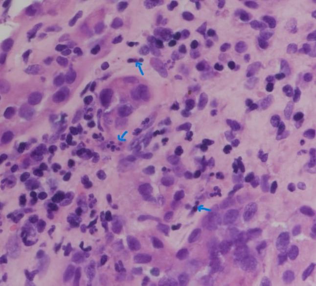 https://cdn.ncbi.nlm.nih.gov/pmc/blobs/c876/11958843/eefd1193296a/13730_2024_943_Fig2_HTML.jpg