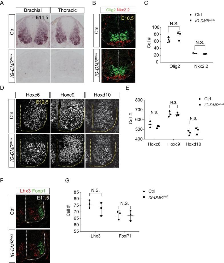 https://cdn.ncbi.nlm.nih.gov/pmc/blobs/c877/6221546/6c0ae58c451c/elife-38080-fig5-figsupp1.jpg