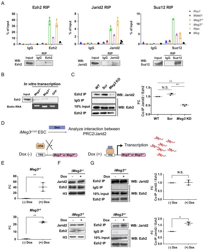 https://cdn.ncbi.nlm.nih.gov/pmc/blobs/c877/6221546/79ed945c6b1f/elife-38080-fig3.jpg