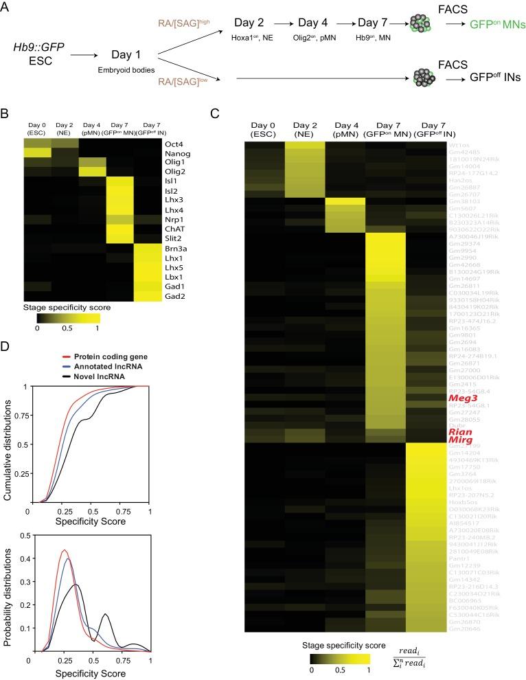 https://cdn.ncbi.nlm.nih.gov/pmc/blobs/c877/6221546/ac1d583ee624/elife-38080-fig1.jpg