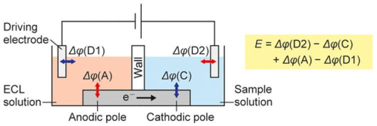 https://cdn.ncbi.nlm.nih.gov/pmc/blobs/c87c/10295983/1e5ff1e2f732/biosensors-13-00666-g006.jpg