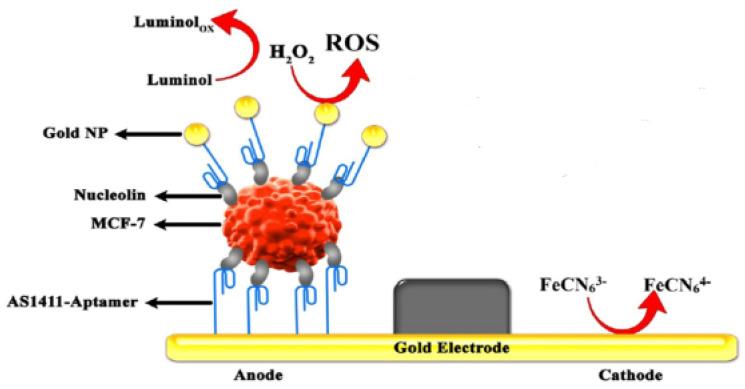 https://cdn.ncbi.nlm.nih.gov/pmc/blobs/c87c/10295983/d5a4e779f583/biosensors-13-00666-sch001.jpg