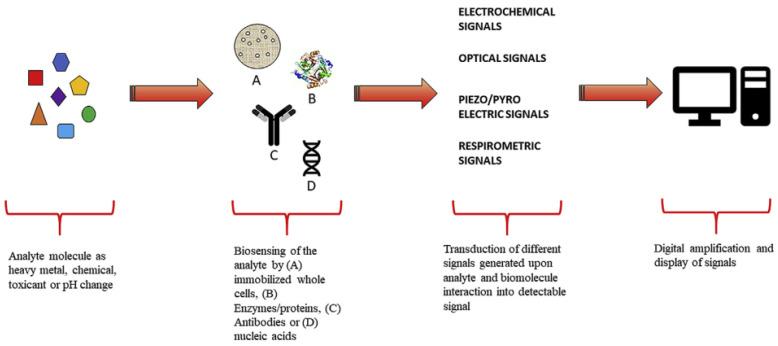 https://cdn.ncbi.nlm.nih.gov/pmc/blobs/c87c/10295983/ee3052ef0f2e/biosensors-13-00666-g010.jpg