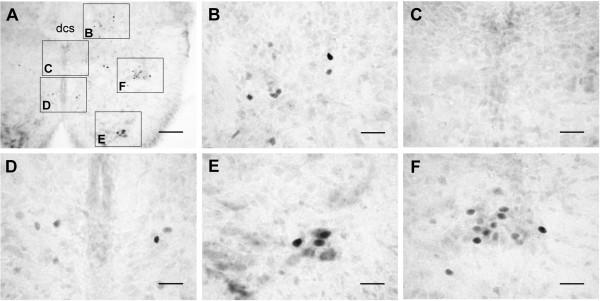 https://cdn.ncbi.nlm.nih.gov/pmc/blobs/c87d/2687431/7fd2005b6247/1423-0127-16-44-4.jpg