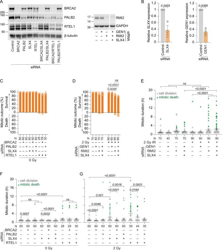 https://cdn.ncbi.nlm.nih.gov/pmc/blobs/c880/11735404/5cc15a84a433/41556_2024_1557_Fig13_ESM.jpg