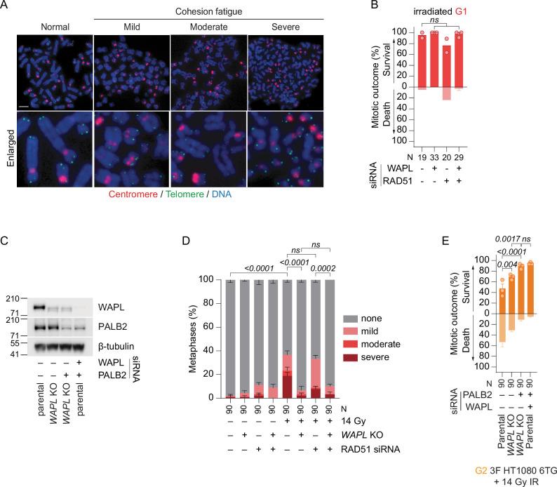 https://cdn.ncbi.nlm.nih.gov/pmc/blobs/c880/11735404/8408ece0f0e3/41556_2024_1557_Fig14_ESM.jpg