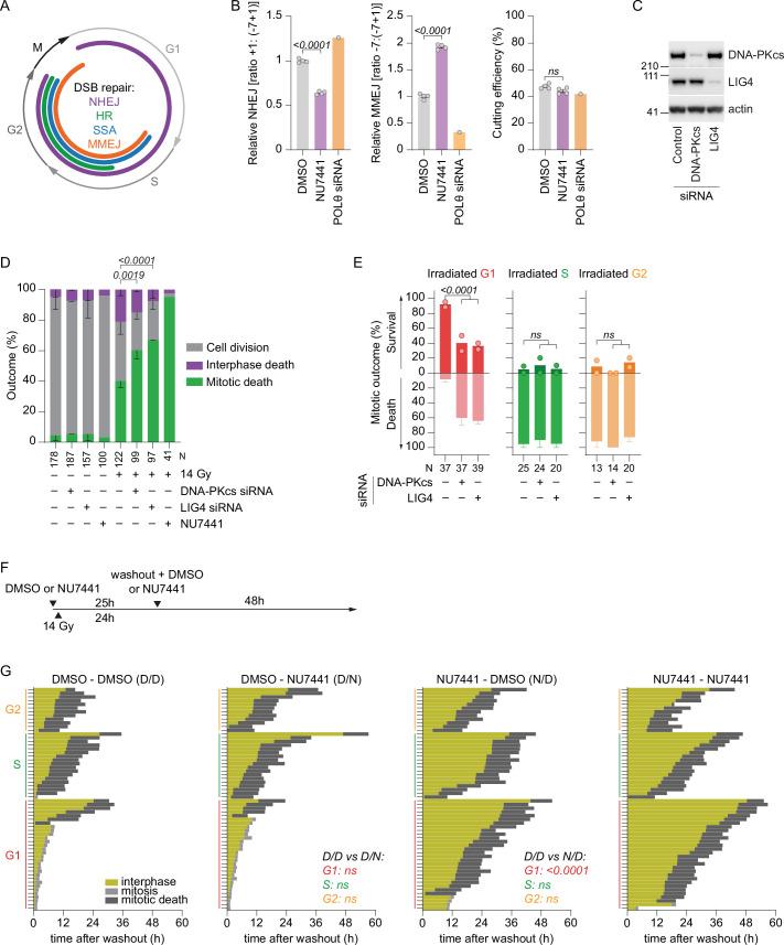 https://cdn.ncbi.nlm.nih.gov/pmc/blobs/c880/11735404/895c45577a2e/41556_2024_1557_Fig10_ESM.jpg