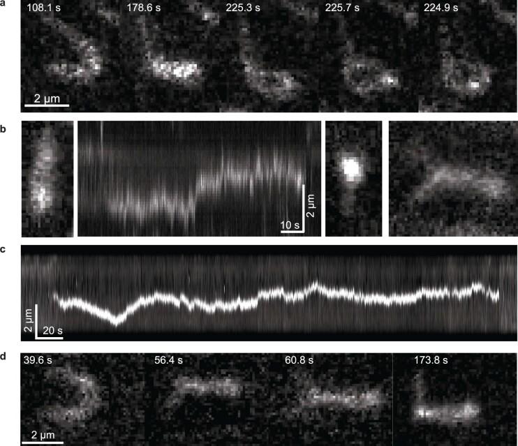 https://cdn.ncbi.nlm.nih.gov/pmc/blobs/c882/10132971/d52682eba086/41586_2023_5963_Fig6_ESM.jpg