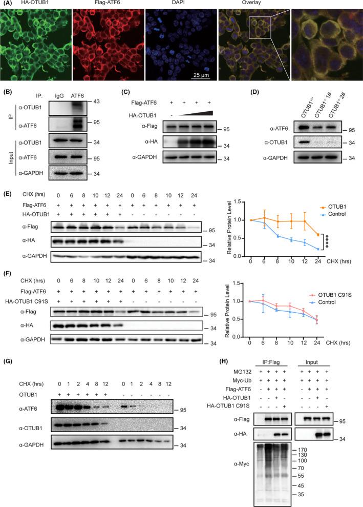 https://cdn.ncbi.nlm.nih.gov/pmc/blobs/c882/8177800/6bf96238395e/CAS-112-2199-g007.jpg