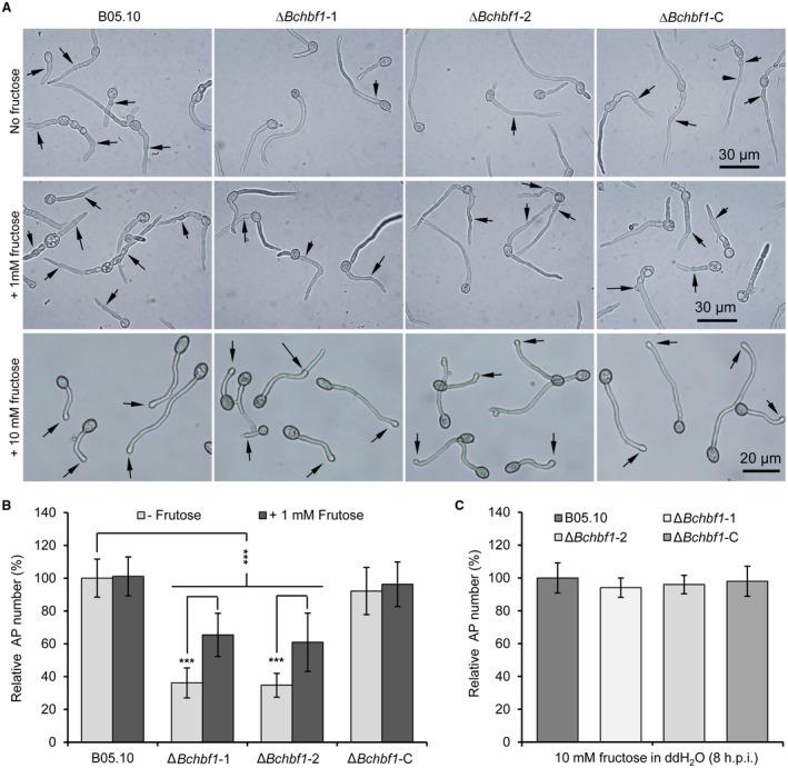https://cdn.ncbi.nlm.nih.gov/pmc/blobs/c883/6637910/16b6c2d42a85/MPP-20-731-g006.jpg
