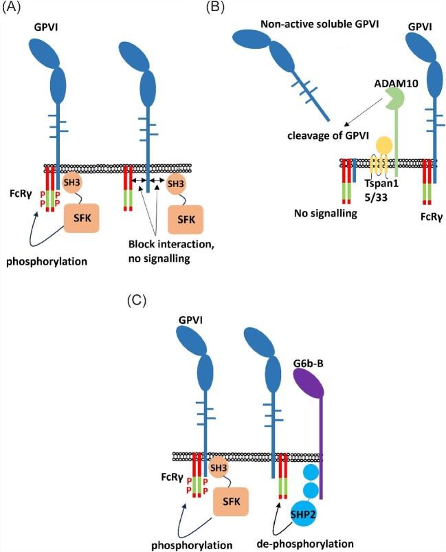 https://cdn.ncbi.nlm.nih.gov/pmc/blobs/c885/11323372/eca27cb3fadc/pvae018fig2.jpg