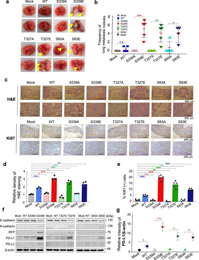 https://cdn.ncbi.nlm.nih.gov/pmc/blobs/c88e/8408167/e6f7b4f0710f/41418_2021_781_Fig4_HTML.jpg