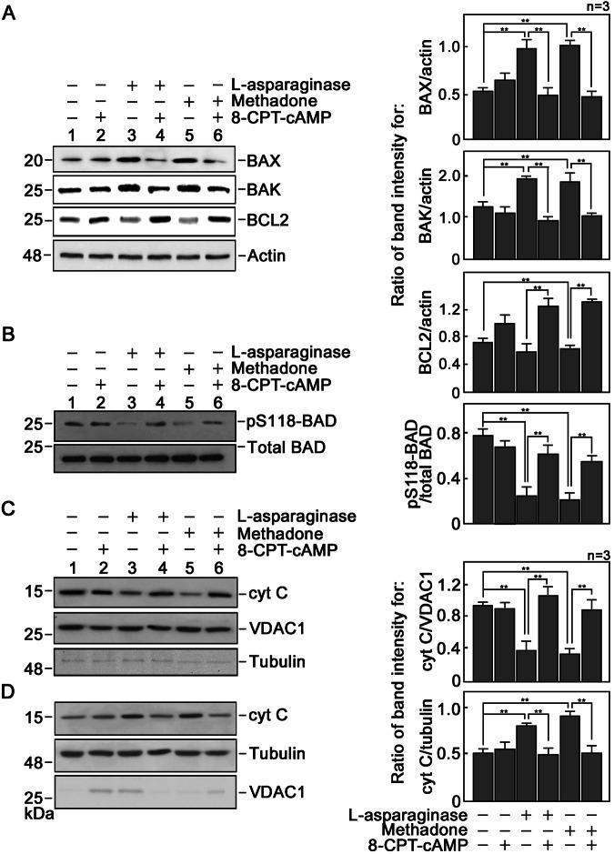 https://cdn.ncbi.nlm.nih.gov/pmc/blobs/c892/11130271/54748cdf9d8d/41420_2024_2028_Fig3_HTML.jpg