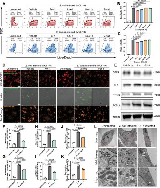 https://cdn.ncbi.nlm.nih.gov/pmc/blobs/c895/11497072/1491b61369b7/ADVS-11-2404453-g006.jpg