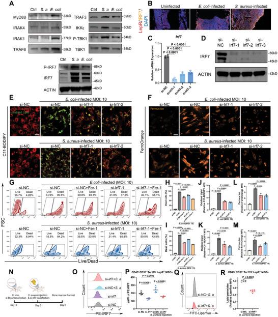 https://cdn.ncbi.nlm.nih.gov/pmc/blobs/c895/11497072/a6d329fc822d/ADVS-11-2404453-g002.jpg