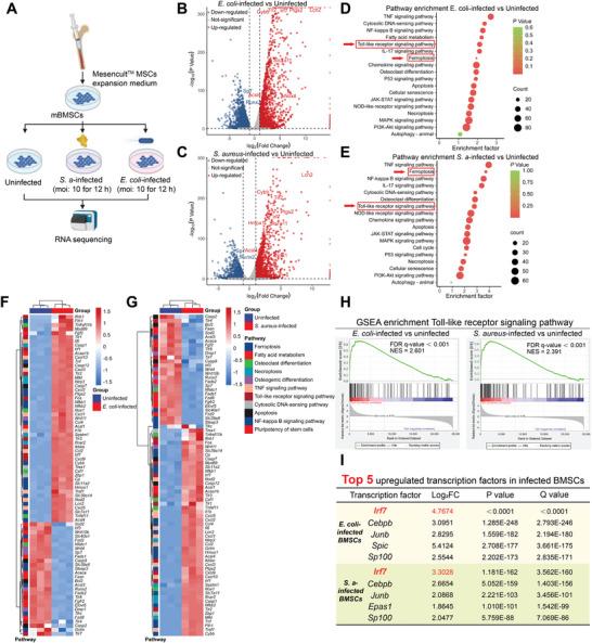 https://cdn.ncbi.nlm.nih.gov/pmc/blobs/c895/11497072/ac7f1e76054f/ADVS-11-2404453-g005.jpg
