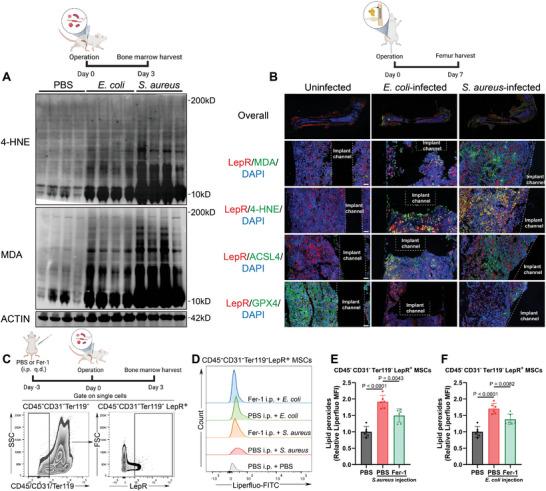 https://cdn.ncbi.nlm.nih.gov/pmc/blobs/c895/11497072/ef2f18117cae/ADVS-11-2404453-g008.jpg