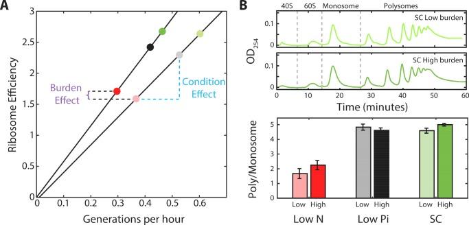 https://cdn.ncbi.nlm.nih.gov/pmc/blobs/c897/5578734/9b5a3bc950b3/elife-28034-fig6.jpg