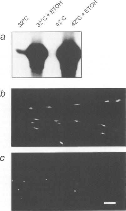 https://cdn.ncbi.nlm.nih.gov/pmc/blobs/c89d/398170/7ed53eaddcf1/emboj00029-0143-a.jpg