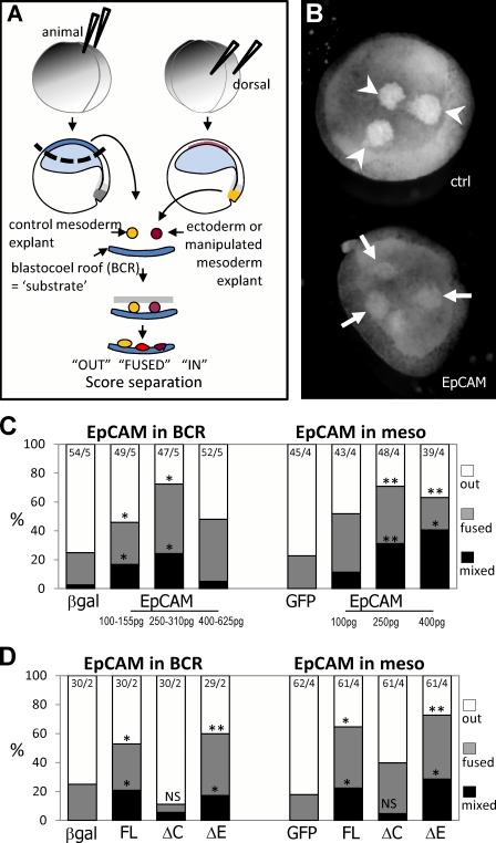 https://cdn.ncbi.nlm.nih.gov/pmc/blobs/c8a0/3003323/3b75d63cdcfa/JCB_201004074_RGB_Fig2.jpg