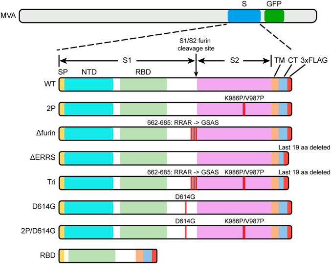 https://cdn.ncbi.nlm.nih.gov/pmc/blobs/c8aa/8000198/4ce04b71e285/pnas.2026785118fig01.jpg