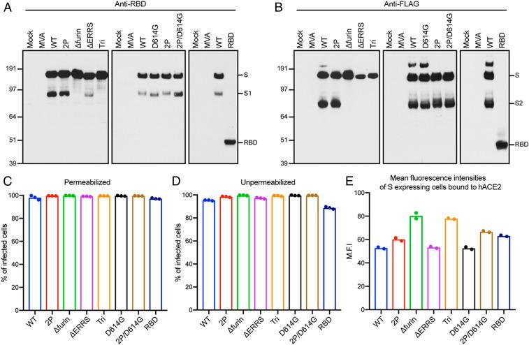 https://cdn.ncbi.nlm.nih.gov/pmc/blobs/c8aa/8000198/65f23162850e/pnas.2026785118fig02.jpg