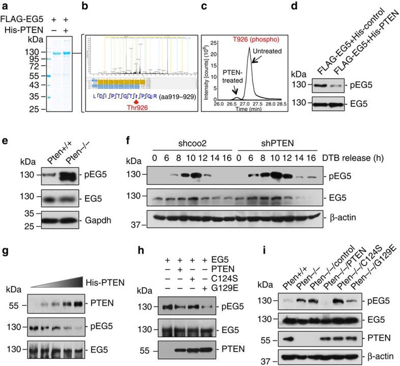 https://cdn.ncbi.nlm.nih.gov/pmc/blobs/c8ae/4980451/7448cee18724/ncomms12355-f4.jpg