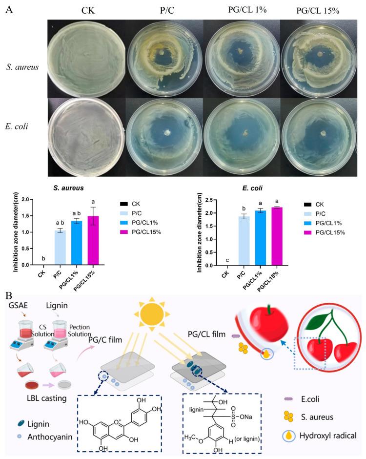https://cdn.ncbi.nlm.nih.gov/pmc/blobs/c8b3/12249171/11af7d6fd6cf/foods-14-02283-g006.jpg
