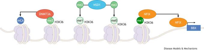 https://cdn.ncbi.nlm.nih.gov/pmc/blobs/c8b5/12091874/9117593f77a8/dmm-18-052300-g2.jpg