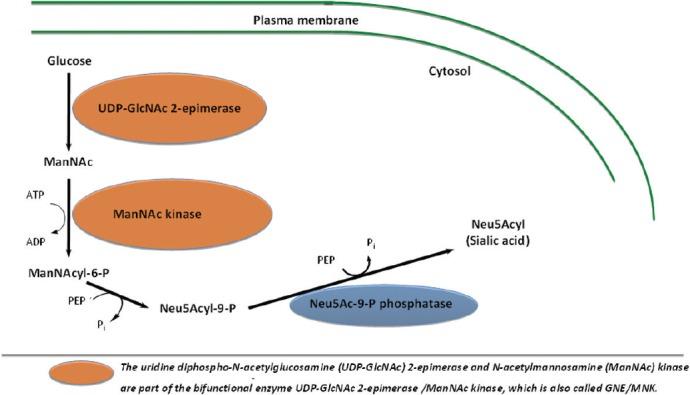 https://cdn.ncbi.nlm.nih.gov/pmc/blobs/c8b8/4730817/b799d1c1e746/NRR-10-1947-g001.jpg