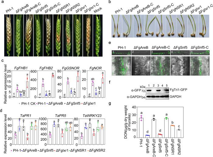 https://cdn.ncbi.nlm.nih.gov/pmc/blobs/c8ba/8102577/64cddb189b26/41467_2021_22831_Fig6_HTML.jpg