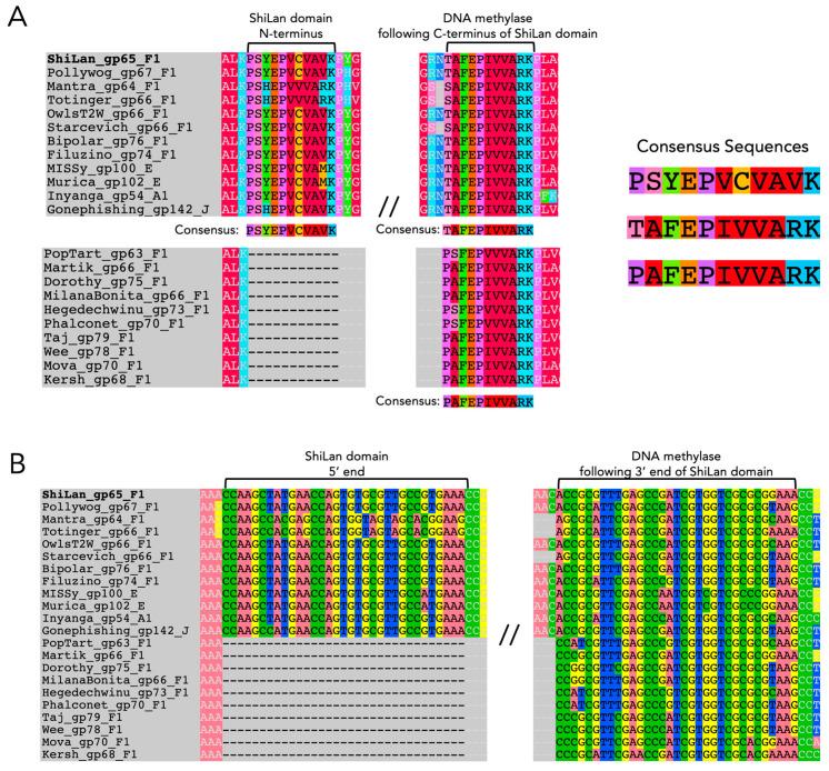 https://cdn.ncbi.nlm.nih.gov/pmc/blobs/c8be/11855218/b86ad5f7eab5/genes-16-00178-g001.jpg