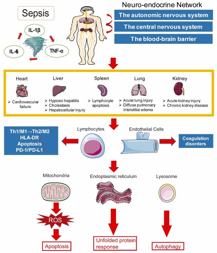 https://cdn.ncbi.nlm.nih.gov/pmc/blobs/c8be/6862039/05c3d19dbf5e/ijms-20-05376-g001.jpg