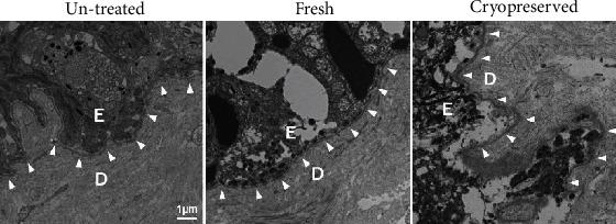 https://cdn.ncbi.nlm.nih.gov/pmc/blobs/c8be/7929648/dbf6c33a0109/BMRI2021-3485189.007.jpg