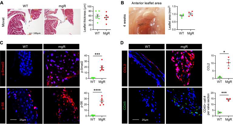https://cdn.ncbi.nlm.nih.gov/pmc/blobs/c8bf/12259269/67ac187521ae/jci-135-183558-g187.jpg