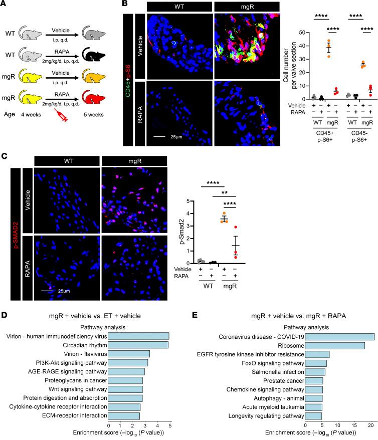 https://cdn.ncbi.nlm.nih.gov/pmc/blobs/c8bf/12259269/701170bc4f4a/jci-135-183558-g188.jpg