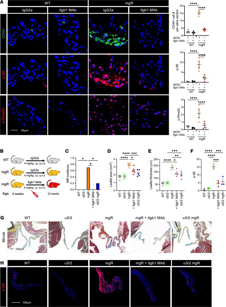 https://cdn.ncbi.nlm.nih.gov/pmc/blobs/c8bf/12259269/7dbcd5e5dffa/jci-135-183558-g192.jpg