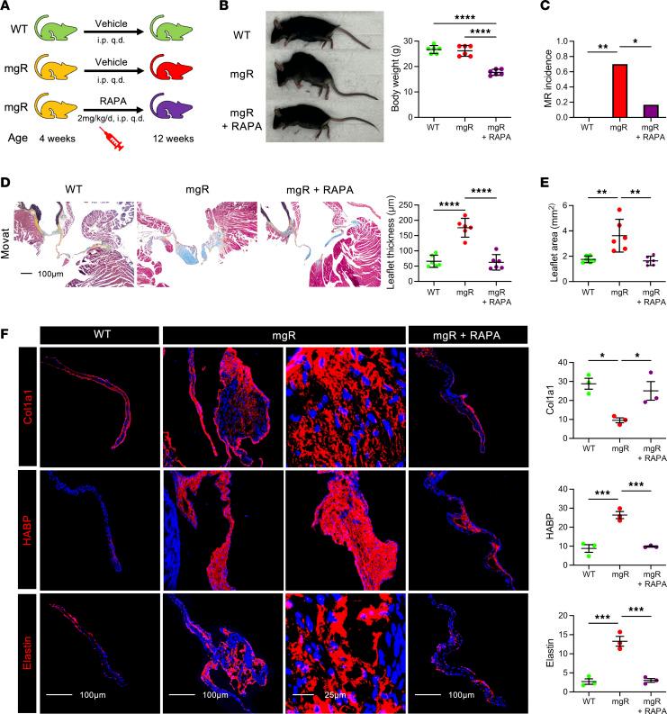 https://cdn.ncbi.nlm.nih.gov/pmc/blobs/c8bf/12259269/b36adcc584c0/jci-135-183558-g189.jpg