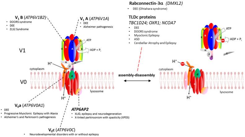https://cdn.ncbi.nlm.nih.gov/pmc/blobs/c8c0/11393946/4b316128938b/cells-13-01441-g001.jpg