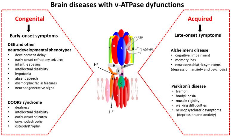 https://cdn.ncbi.nlm.nih.gov/pmc/blobs/c8c0/11393946/bb1a622542b7/cells-13-01441-g003.jpg
