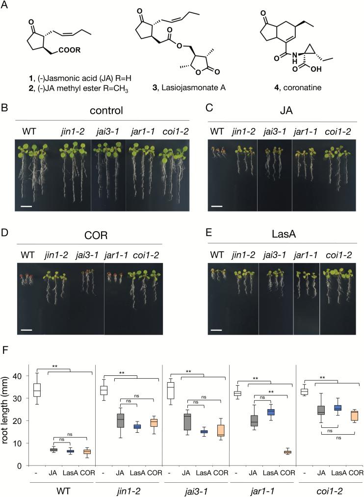 https://cdn.ncbi.nlm.nih.gov/pmc/blobs/c8c3/5972634/ebe697db199f/ery11401.jpg