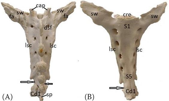 https://cdn.ncbi.nlm.nih.gov/pmc/blobs/c8c4/11148713/04780a769fad/VETMED-69-05-123102-g005.jpg