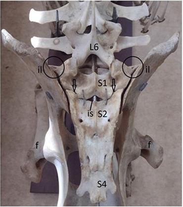 https://cdn.ncbi.nlm.nih.gov/pmc/blobs/c8c4/11148713/18fbe9e5ec55/VETMED-69-05-123102-g008.jpg